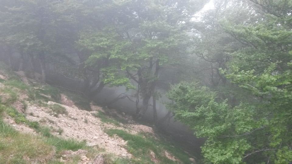 11051967_10101312081600120_1380308587167388459_n