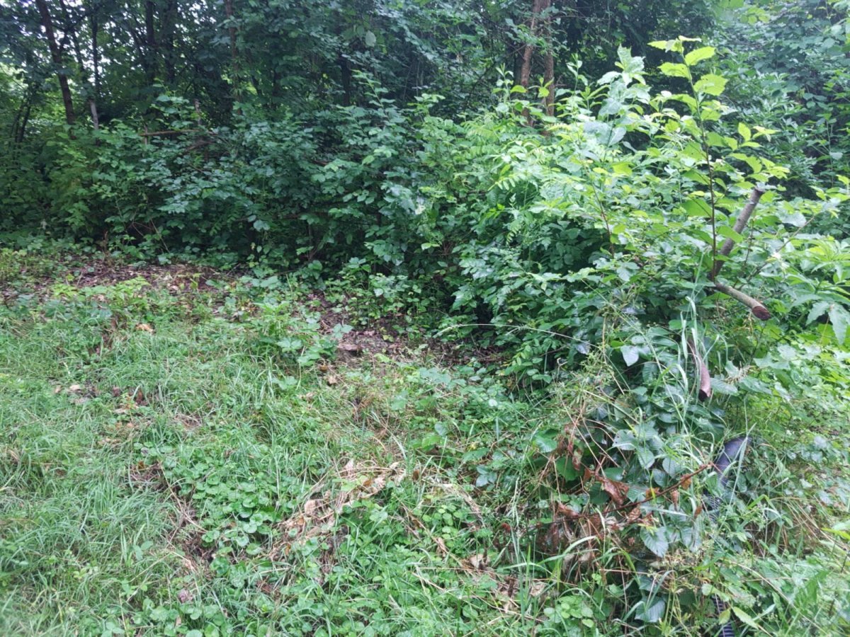 signal-2023-06-13-124035_003